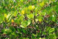 Aegiceras corniculatum